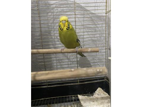 Spangel Taşıyıcı Jumbo Kırması Dişi Muhabbet Kuşu