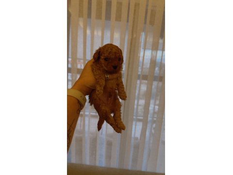 A Kalite Toy Poodle Bebekler