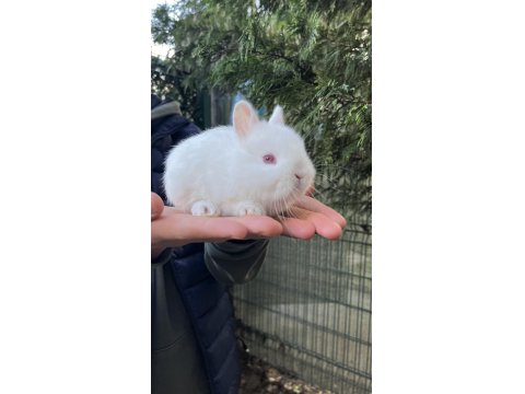 Orijinal Cüce Tavşan