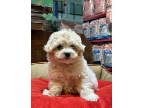 Red Maltipoo Yavrular (Wc Eğitimli)