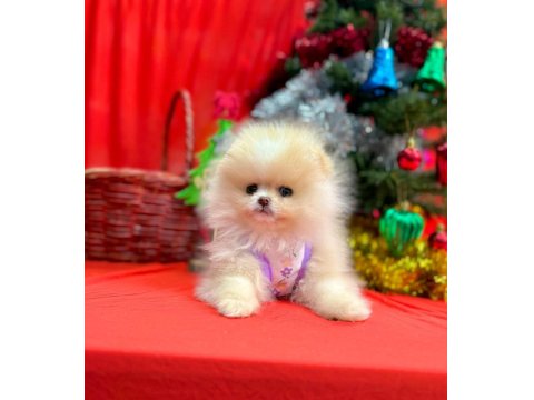 Safkan Pomeranian Boo Yavru Köpeklerimiz