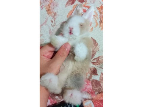Teddy Lop Tavşanı