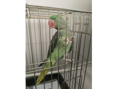 Satılık İskender Alexander Papağanı