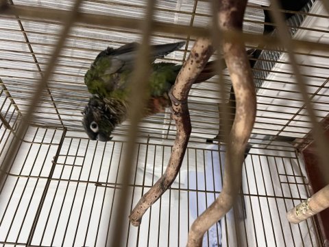 Hareketli Zeki Eğitime Açık Rengarenk Konur Papağanı