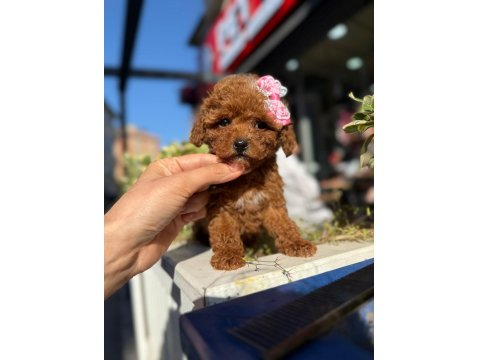 Aşılı Toy Poodle Yavrularımızda Kampanya