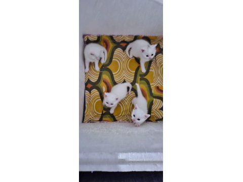 40 Günlük British Shorthair Yavruları Kar Beyaz Masmavi Gözler