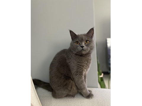 Acil Sahiplendirme British Kedimiz 4 Yaşında