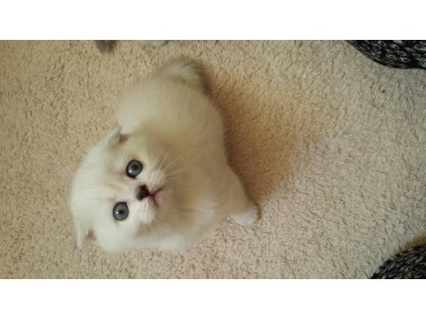 Sağlıklı Mavi Gözlü Safkan Scottish Fold Yavru Kedimiz