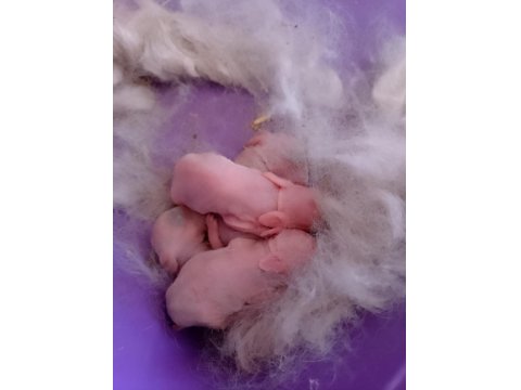 Cüce Tavşan Ve Yeni Doğmuş Yavruları