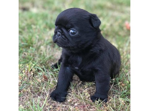 Irk Garantili Pug Köpekleri