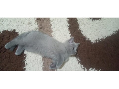 2 Aylık British Shorthair Dişi