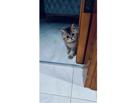 3 Aylık British Golden Black