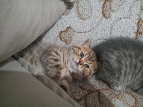 50 Günlük British Golden Yavrumuz