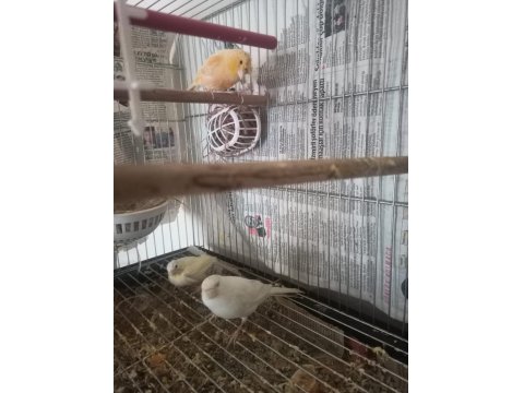 Yarı Tepeli Çift Kanarya