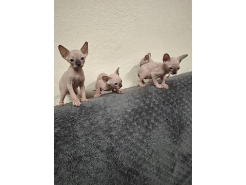 1 Aylık Sfenks Yavrular