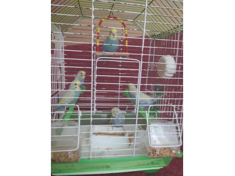 Güzel Renkli Rainbow Yavru Muhabbet Kuşları