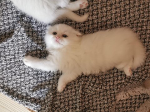 Dişi Kedimize Yuva Arıyoruz