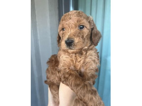 Poodle Kendi Yavrularımız