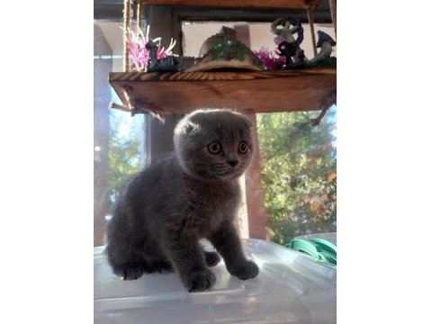 Scottish Fold Yavrularımız