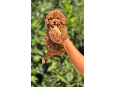 Erkek Ve Dişi Toy Poodle Yavrular