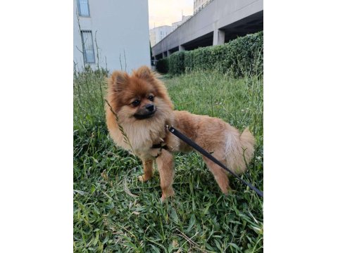 Acil Pomeranian Köpeğimiz