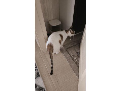 Kedimiz Karamelimize Acil Yuva Arıyoruz