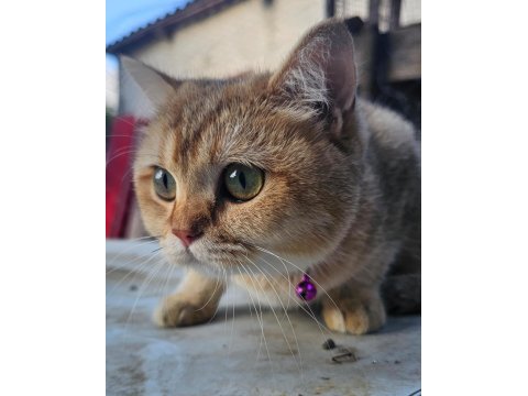 British Shorthair Golden Özel Irk Ny25 Black