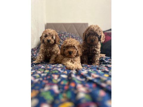 Irk Ve Kg Garantili Toy Poodle Bebeklerimiz