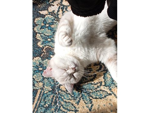 Kedim Mila Yeni Yuvasını Arıyor