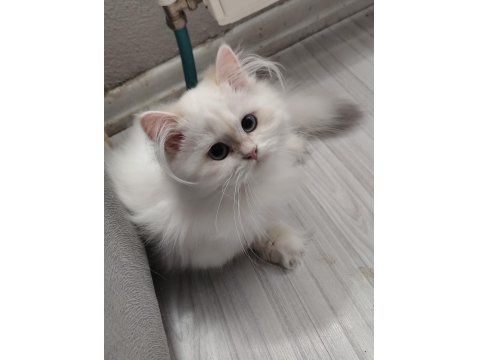 British Longhair 3 Aylık