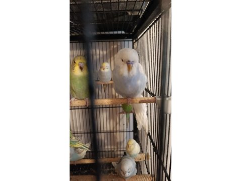 Rainbow Yerli Muhabbet Kuşu Yavrular