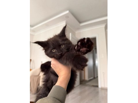 Koleksiyonluk Dev Maine Coon Black Smoke Yavrular