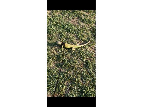 Çipli Evraklı İguana