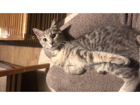 Kedi 4-5 Aylık Kız Yavrumuz