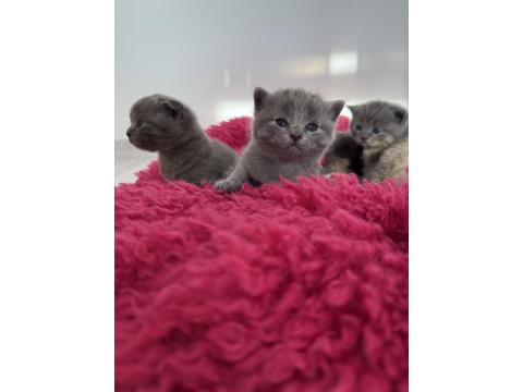 1 Buçuk Aylık Scottish Ve British Yavrular