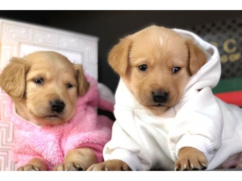 2 Aylık Golden Retriever Yavrularımız