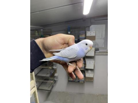 Ele Alıştırmalık Yerli Muhabbet Kuşu Yavrular Yeme Düştü