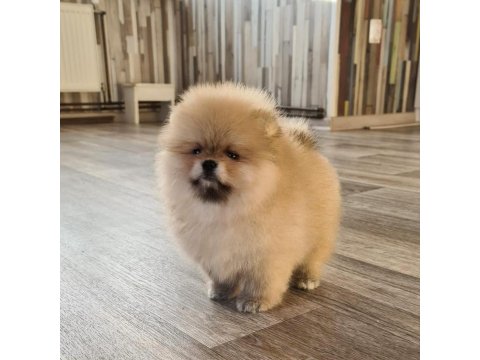 Pomeranian Boo Köpeği Yavruları