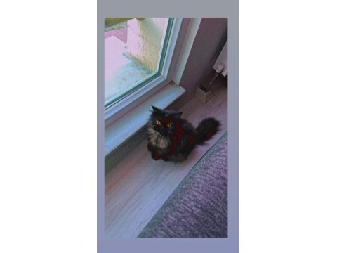 3 Yaşında Dişi İran Kedisi Sahiplendirme