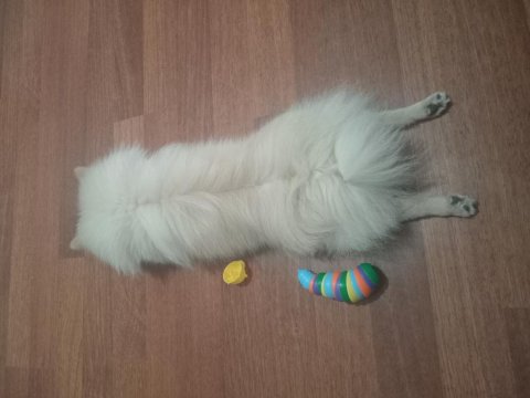 Köpeğimiz Yeni Sahibini Bekliyor