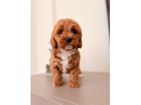 3 Dişi Ve 2 Erkek Maltipoo Yavrular