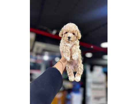 Orjinal Poodle Yavrumuz