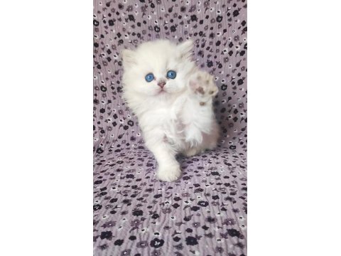 Kocaeli Show Kalite Safkan British Longhair Yavrular