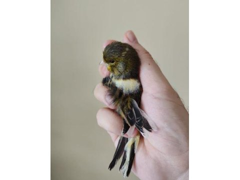 Tosun Gibi Hiç Susmaz Kaliteli Satılık Kanarya