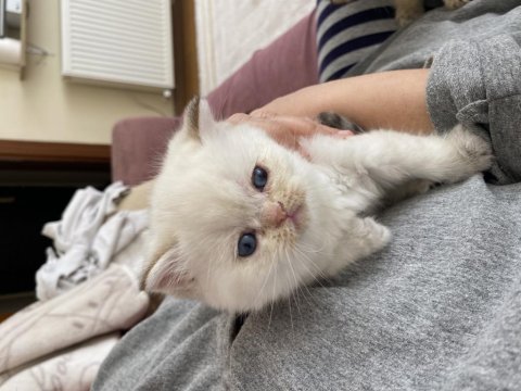 Scottish Ve British Yavru Kediler