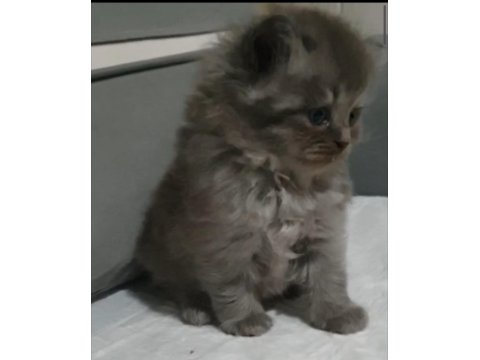 British Longhair Erkek Yavru