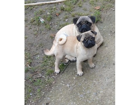 Kaliteli Pug Mops