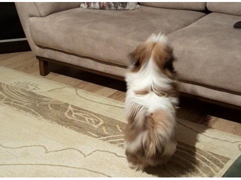 6 Aylık Shih Tzu Rio Yuva Arıyor