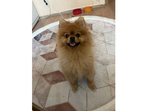Pomeranian Boo Köpeğimize Dişi Arıyoruz