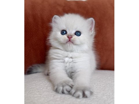 Harika Kalite Golden Point British Longhair Kedimiz